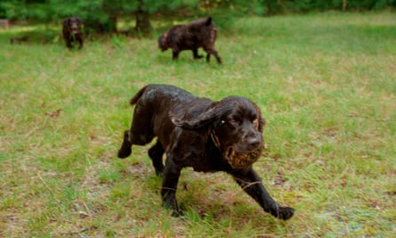 A trained Boykin spaniel sniffs out a box turtle.