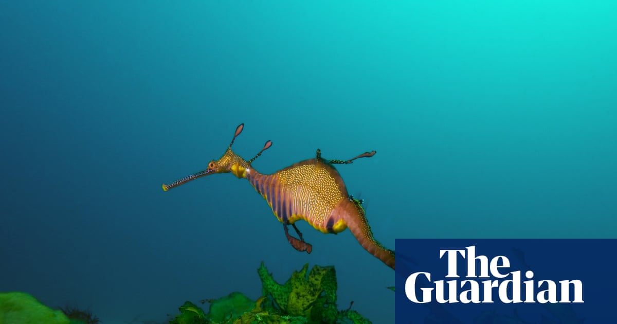 Australia’s marine parks protect ‘places no one goes’ rather than fragile coastal zones, scientists say