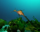 Australia’s marine parks protect ‘places no one goes’ rather than fragile coastal zones, scientists say
