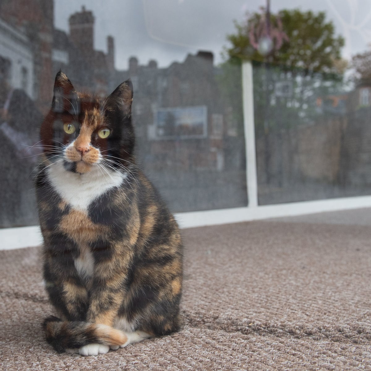 human to cat covid transmission