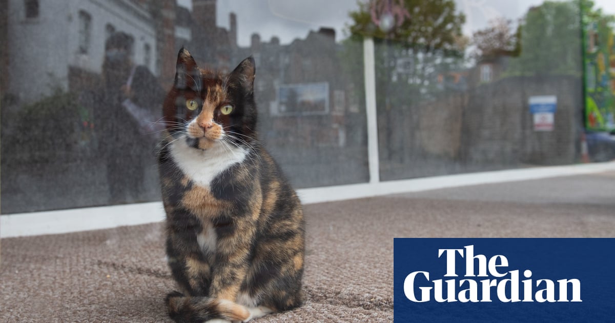 UK scientists find evidence of human-to-cat Covid transmission