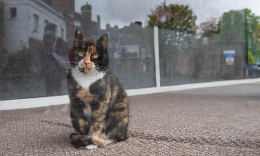 A cat sits inside the window of a carpet shop in south London during lockdown.