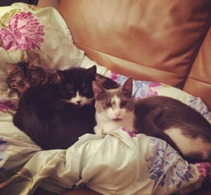 Xena and Cami, two of the author’s foster cats