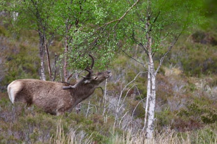 A red deer stag with broad antlers eats a thin branch of silver birch.