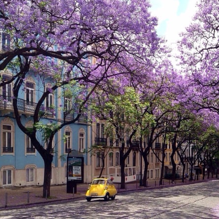 Lisbon's jacaranda trees in bloom.