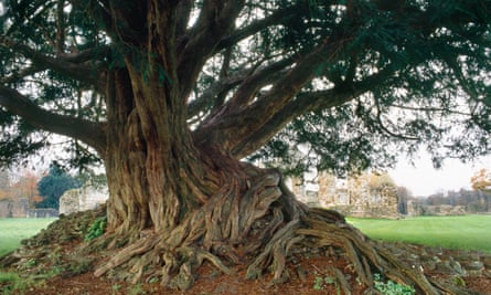 The yew’s exposed roots are growing on the ruined wall at the south-east corner of the chancel of Waverley Abbey.