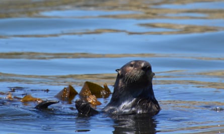 Otter 841, the surfing sea otter.