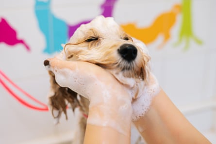 A labradoodle being washed at a groomers.