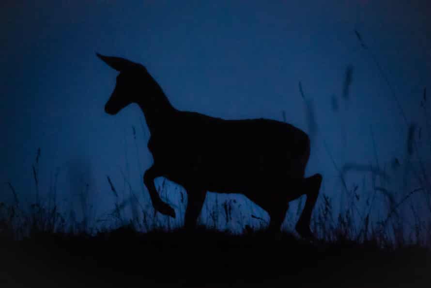 A huemul feeds as night falls in Las Horquetas valley.