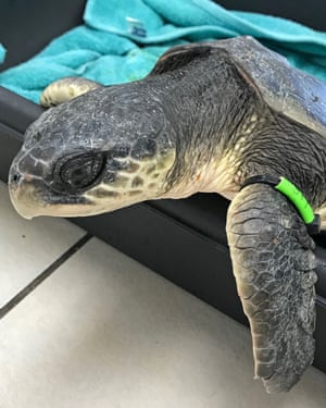 One of a group of 32 cold-stunned Kemp’s ridley sea turtles rescued between late November and early December off Cape Cod, Massachusetts.