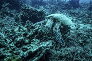 A sea turtle nibbles on what remains of the once vibrant reef at Havannah Harbour, off the coast of Efate Island, Vanuatu