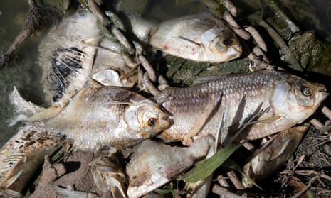 Darling River mass fish kill