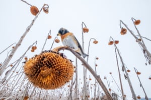 A brambling perched on a sunflower