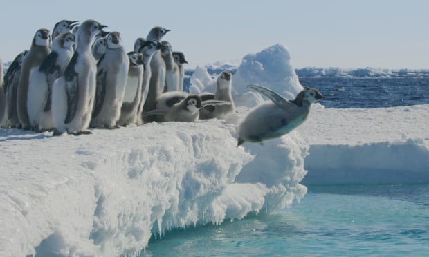 An emperor penguin chick leaps into the Southern Ocean for the first time on Frozen Planet II.