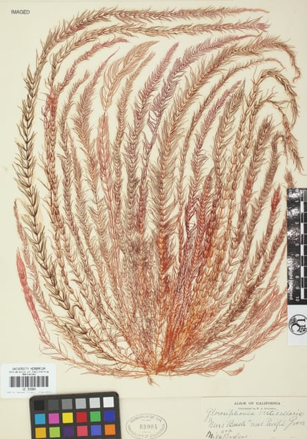 Another sample of Victorian-era seaweed at the University Herbarium, University of California, Berkeley.