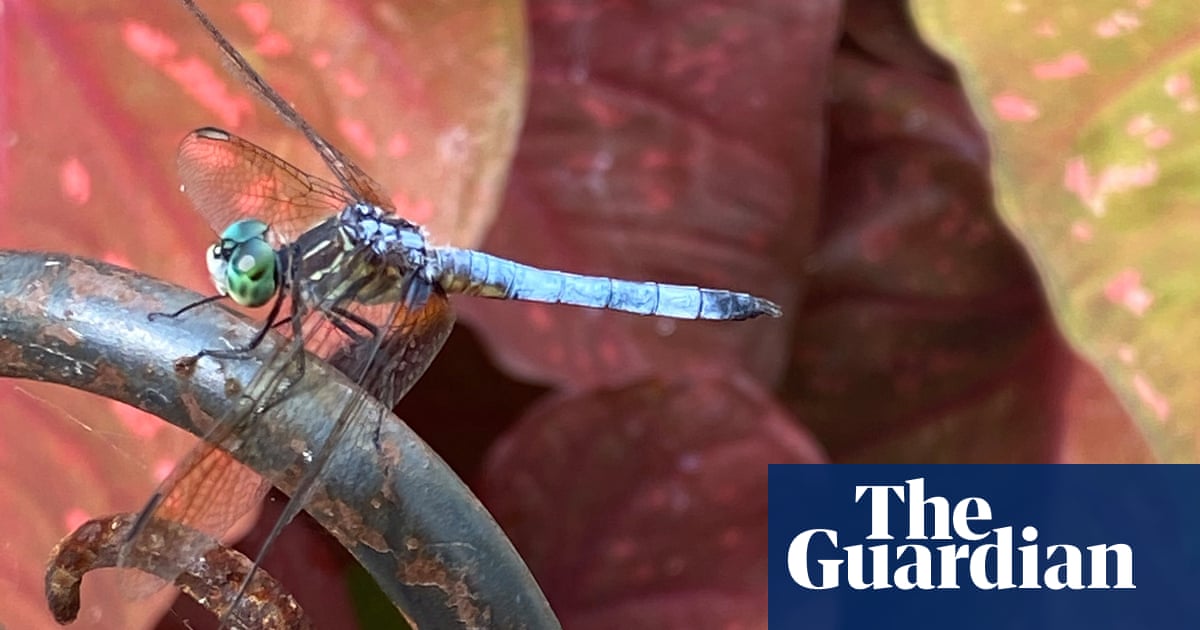 Climate crisis causing male dragonflies to lose wing 'bling', study finds