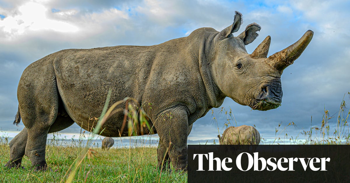 Return of the rhino: can we bring the northern white back from extinction?