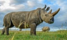 Return of the rhino: can we bring the northern white back from extinction?