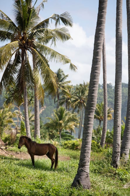 A Sumba pony is tethered to a tree to graze, Sumba, Indonesia