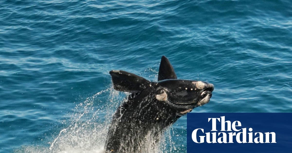Bumper whale calving season a sign of hope' for South Australia's oceans