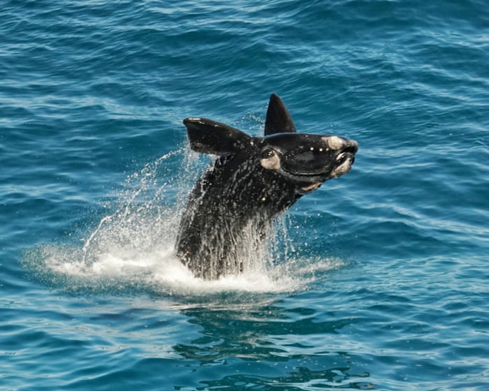 Bumper whale calving season a ‘sign of hope’ for South Australia’s oceans