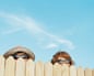 Two women looking over fence