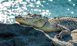 Queensland Man Charged With Killing Crocodile And Keeping Skull As Trophy Australia News The Guardian