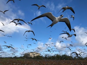 Andorinhas-do-mar fuliginosas enchem os céus