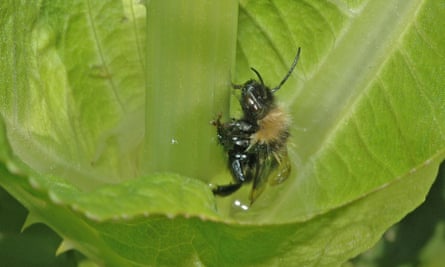 An insect trapped in a teasel pool