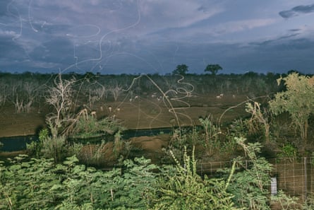 A grande divisão dos elefantes em África: os países enfrentam demasiados elefantes – ou poucos