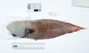 The faceless fish