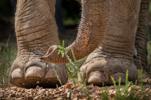 A close up of an elephant's feet, at the Elephant Sanctuary, Hohenwald, Tennessee.