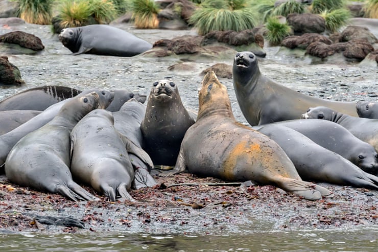 Fears for elephant seals as bird flu kills half of population in South Atlantic Fears for elephant seals as bird flu kills half of population in South Atlantic