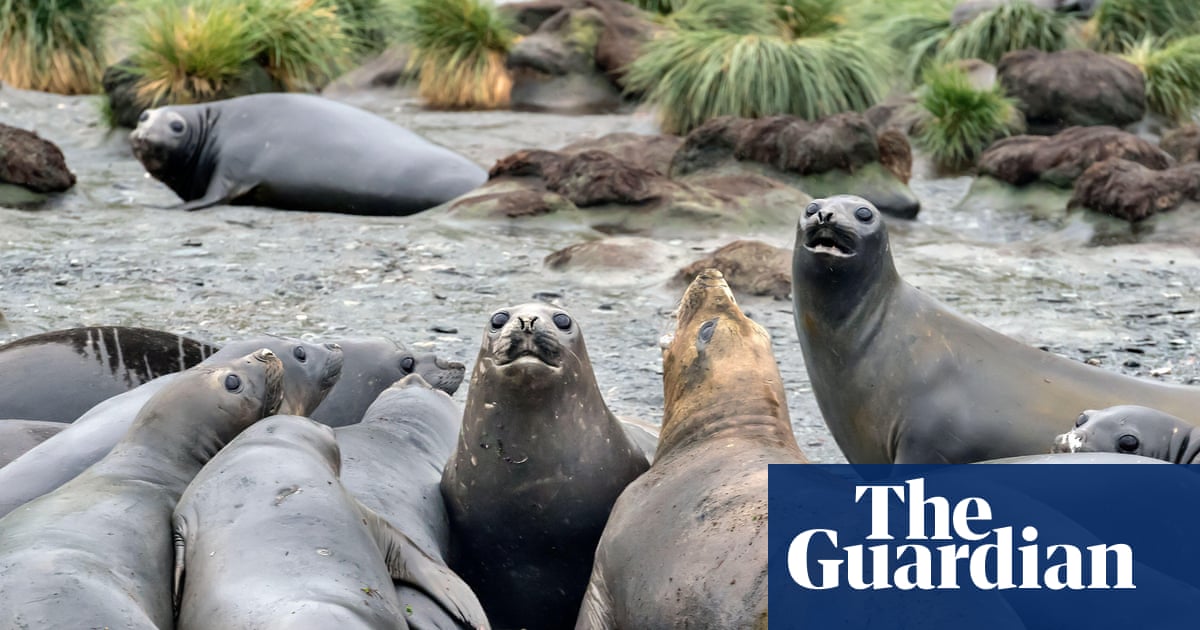 Fears for elephant seals as bird flu kills half of population in South Atlantic