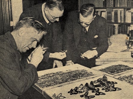 Three men examine trays of butterflies