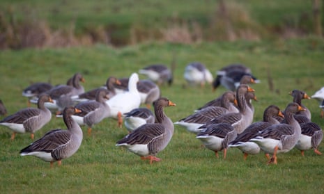 Greylag geese in a field