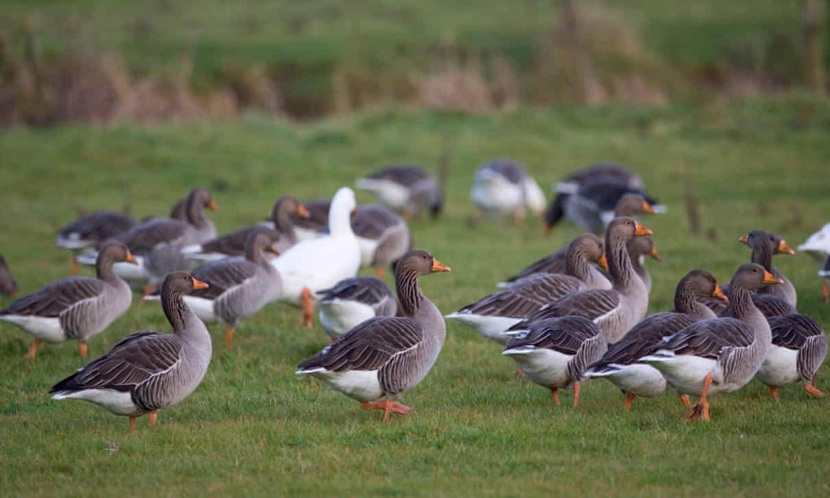 Revealed: FA had geese killed at national centre 'to protect its pitches' 5120