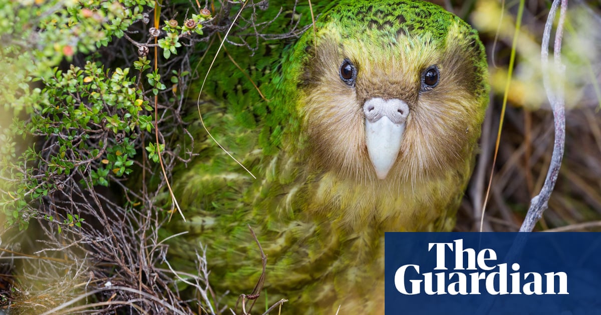New Zealand to embark on world’s largest feral predator eradication - the guardian