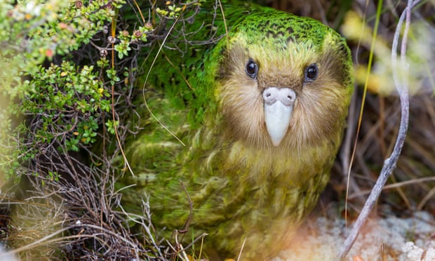 An endangered native kākāpō on Rakiura/Stewart Island
