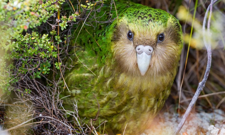 New Zealand’s conservationists to eradicate predators like possums, rats, feral cats, and hedgehogs from Stewart Island