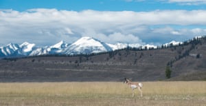 pronghorn