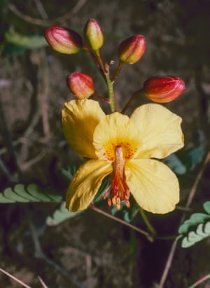 Arquita ancashiana, a new genus of legume shrub from the Andes