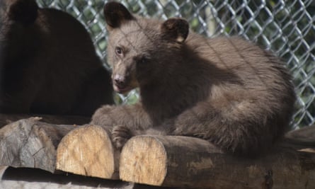 Orphaned bear cub
