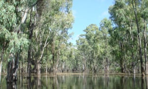 Murray Valley national park in NSW