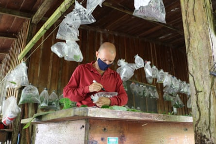 A parataxonomist monitors the health of caterpillars in a butterfly-rearing barn in the ACG. These will eventually be DNA barcoded.