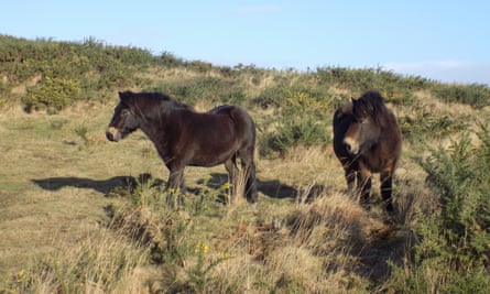 Two Exmoor ponies astatine  Purbeck Heaths