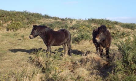 Two Exmoor ponies astatine Purbeck Heaths