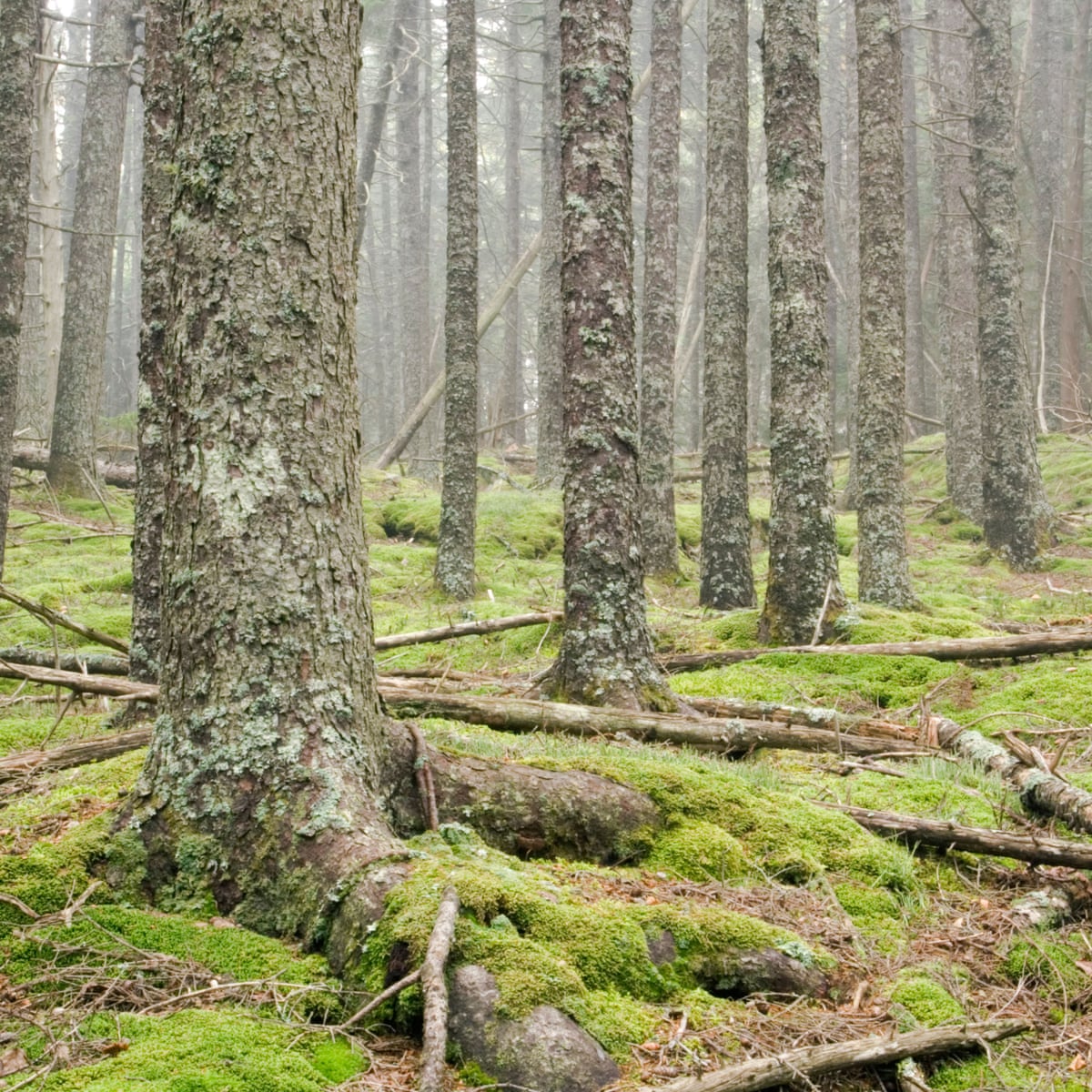 Into The Woods How One Man Survived Alone In The Wilderness For 27 Years Society The Guardian Into The Woods How One Man Survived Alone In The Wilderness For 27 Years Society The Guardian