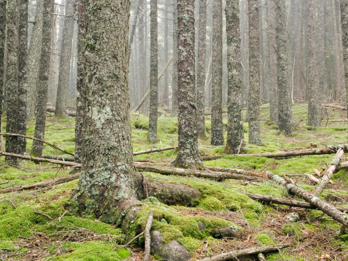 Into The Woods How One Man Survived Alone In The Wilderness For 27 Years Society The Guardian
