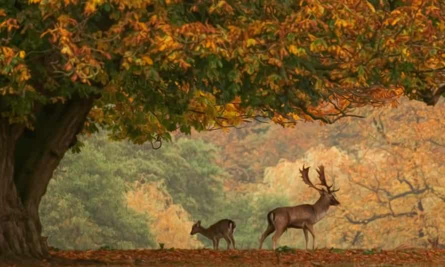 Roe Stag and Doe standing under an oak tree on a carpet of colourful autumnal leaves. The deer are facing away from each other.